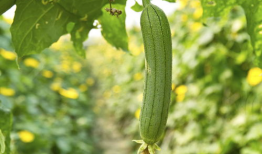 91直播丝瓜,揭秘直播界的璀璨明珠