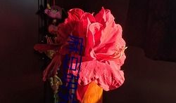 藏麻豆,探寻高原珍稀豆类的传奇故事